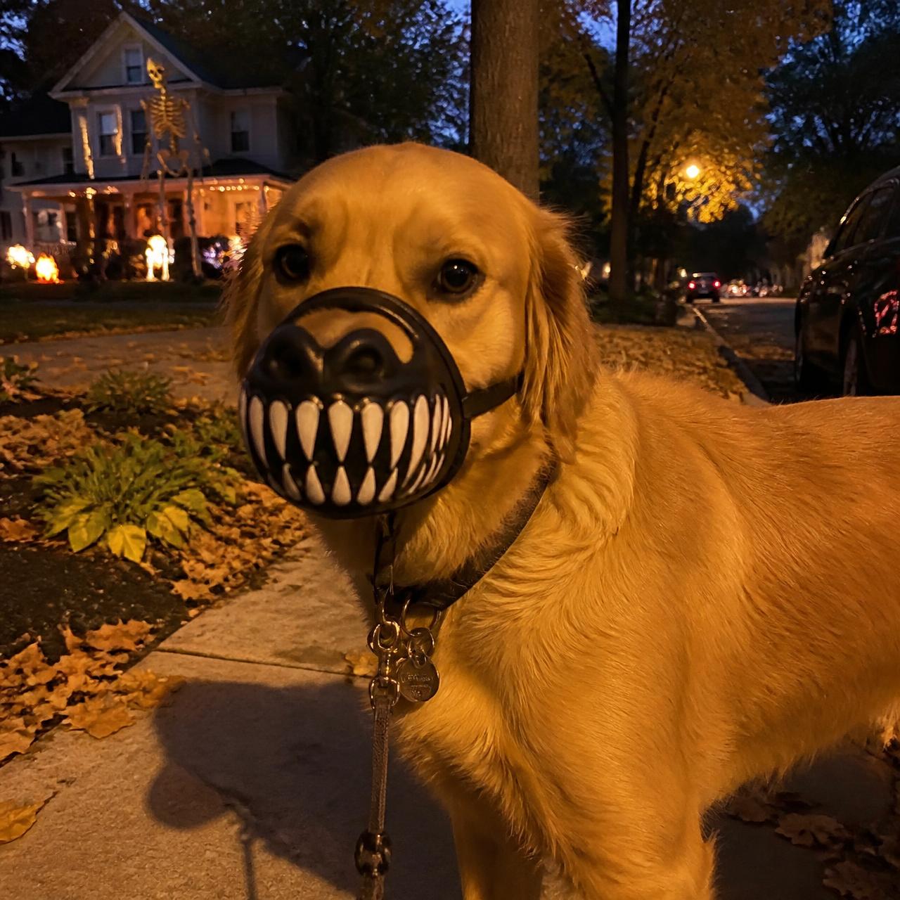 Golden retriever wearing the BeastMouth muzzle on a Halloween street